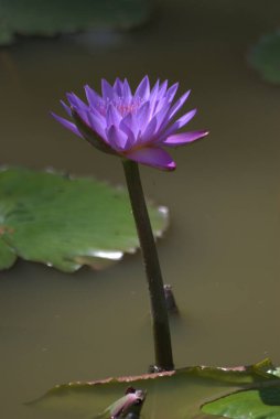 Bahçedeki güzel nilüfer çiçeği