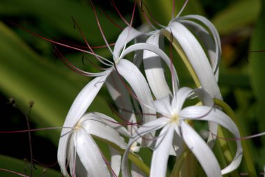 Bahçede beyaz çiçekler