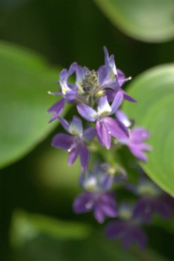 Açık büyüyen renk çiçekler yakın