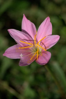 Güzel pembe zambak çiçeklerini kapatın.