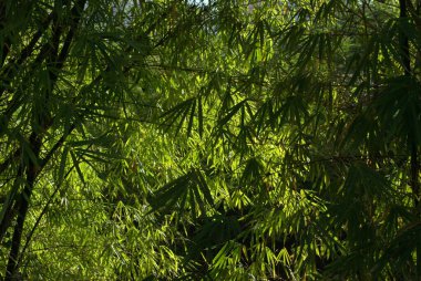 Tayland 'daki Bambu Ormanı