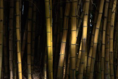 Sabahları bambu ormanı