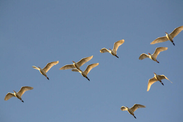 Стая чаек в небе
