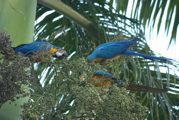 Stock image blue macaw parrot, arara una aruna