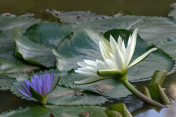 water lily, water lily flower