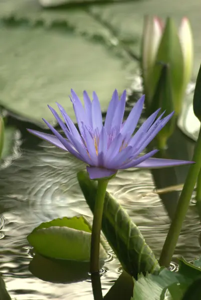 water lily, water lily flower, lotus