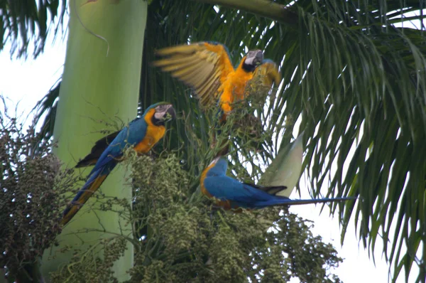 stock image parrots in the park