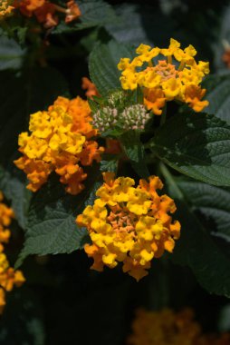 Bahçedeki güzel çiçekler