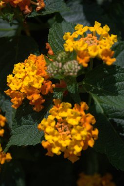 Güzel bir turuncu ve sarı çiçeğe yaklaş.