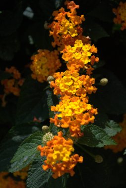 Bahçedeki sarı çiçekler