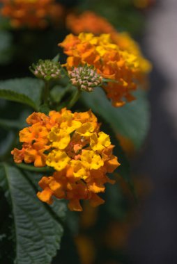 Bahçedeki güzel çiçekler