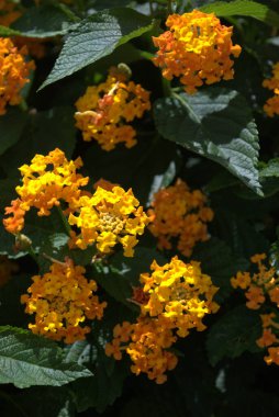 Bahçedeki güzel çiçekler