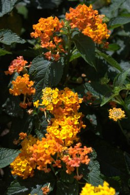 Bahçedeki portakal çiçeği