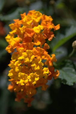 Bahçedeki güzel çiçekler