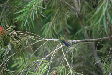 Güzel yeşil - kırmızı - Kosta Rika 'da bir ağaç dalında göğüs silindiri (parus ruruus ruus)