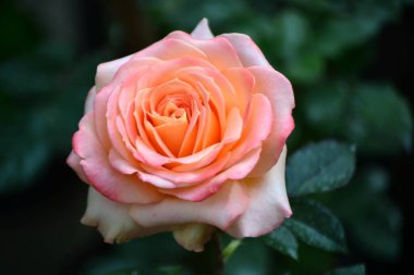 Bahçedeki güzel güller