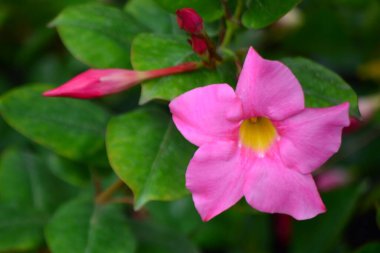 Bahçedeki güzel pembe çiçek