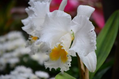 Bahçedeki güzel çiçekler