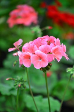 Bahçedeki güzel kırmızı çiçekler