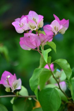 Bahçedeki pembe çiçek