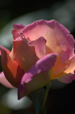 Yakın - güzel pembe gül manzarası