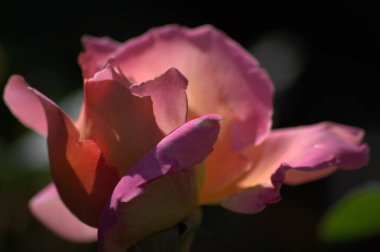 Güzel çiçek yaprakları, bitkiler