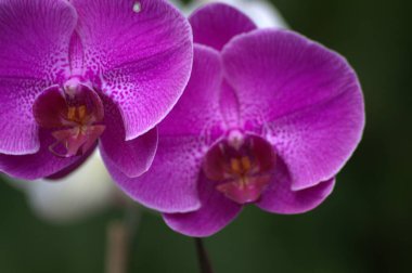 Güzel çiçeklerin güzel manzarasını kapat.