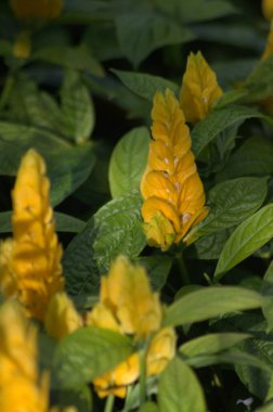 Bahçedeki sarı çiçekler