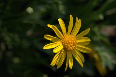 Güzel çiçekler, bitki konsepti