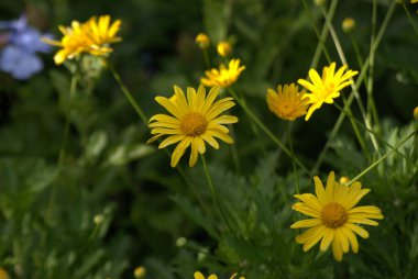 Bahçedeki sarı çiçekler