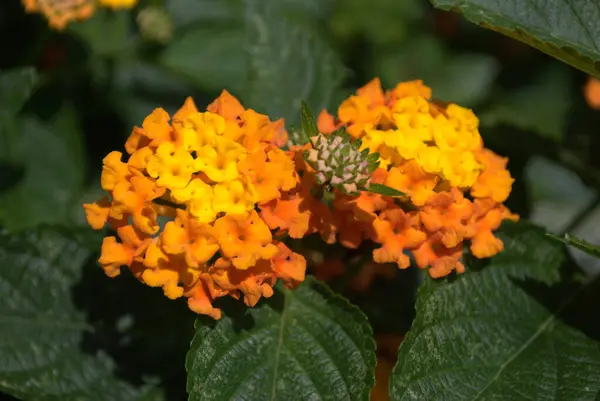 Bahçedeki portakal çiçekleri