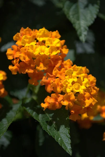 Bahçedeki güzel çiçekler