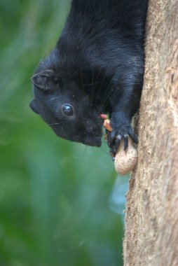Tatlı siyah sincap.
