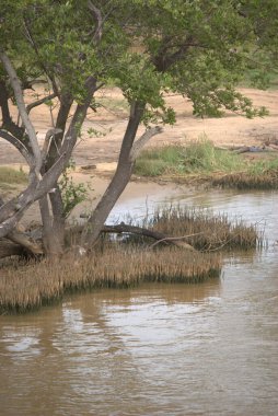 Ormandaki güzel bir nehir manzarası.