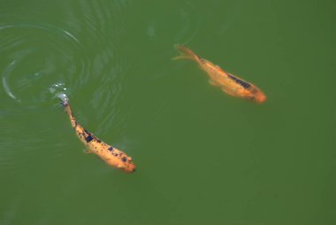 Gölette portakal koi balığı