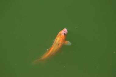 Gölette kırmızı koi balığı