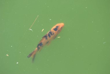 Göldeki koi balığı.