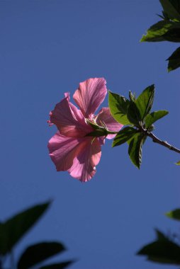 Güzel botanik fotoğrafı, doğal duvar kağıdı.