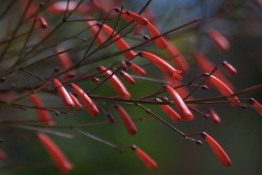 Bahçedeki kırmızı çiçekler