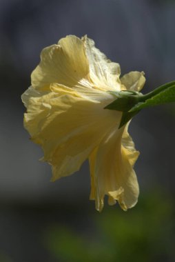 Bahçedeki sarı bir gülü yakından çek.