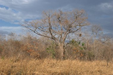 Savanadaki ağaç, Kenya