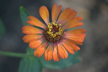 Bahçede büyüyen güzel çiçekler, yakın çekim manzarası.
