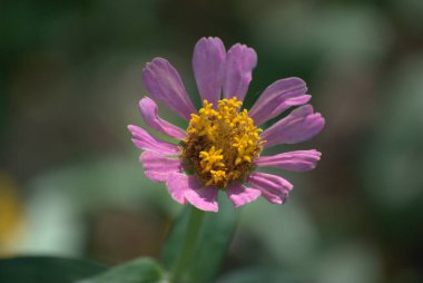 Bahçedeki bronz heykel