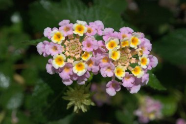 Bahçedeki bronz heykel