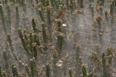 Duvardaki eski paslı demir