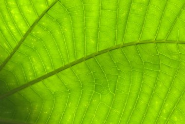 Ormanda yeşil yaprak arka planı