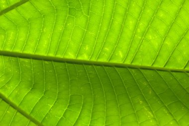 yeşil yaprak dokusu arkaplanı