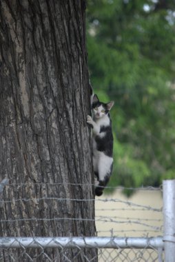 bir ağaç içinde siyah ve beyaz kedi