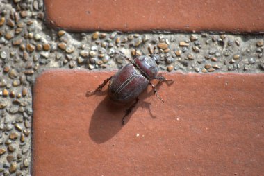 Bahçedeki kırmızı böcek.