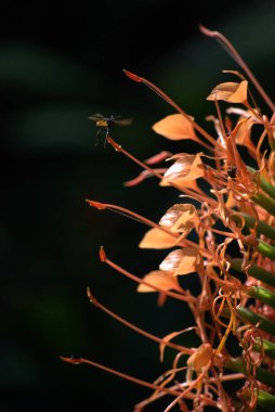 Arı çiçekte uçar. makro fotoğraf.
